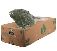 Leatherleaf 50cm