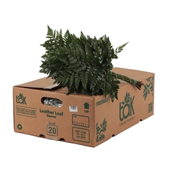 Leatherleaf 35cm