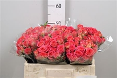 R Tr Chimo 50cm 55+