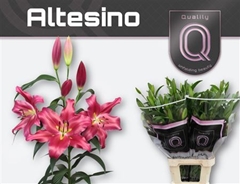Li Ot Altesino 95cm 55+