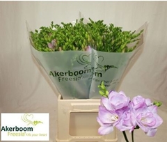 Fr Du Romantic Laven 52cm 20gram 23
