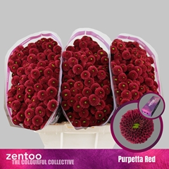 Chr San Aaa Purp Red 55cm 130g