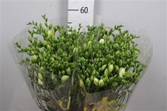 Fr Du Volante 52cm 21gram 23