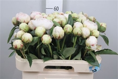 Paeo L Bowl Of Cream 60cm 23 Cl