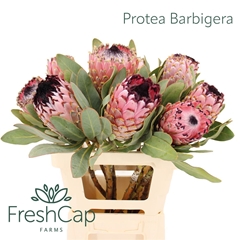 Protea Barbigera 60cm