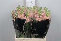 Matth Iron Apricot 70cm 23