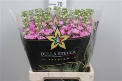 Matth Iron Pink 70cm 23