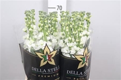 Matth Iron White 70cm 23