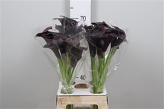 Zant Cantor 70cm