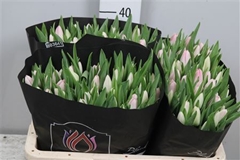 Tu En Dynasty 38cm 30gram 13