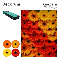 Ge Gr Mixed 45cm 10cm Ø