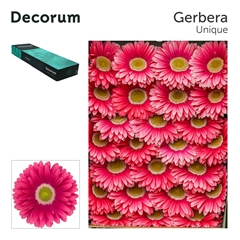 Ge Gr Unique 45cm 10cm Ø