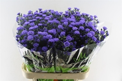 Ast Astee Dark Milka 80cm 30gram