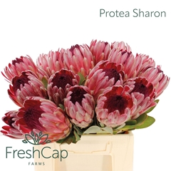 Protea Silvia 40cm