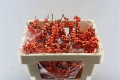 Ilex Oudijks Orange 45cm
