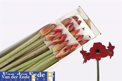 Hipp St Rapido 75cm 45+