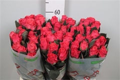 R Gr Pink Tacazzi 60cm