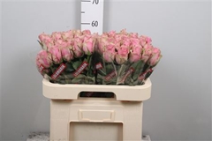 R Gr Athena Royale 60cm