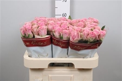 R Gr Wham 60cm