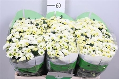 Chr San Rossi White 55cm 110g