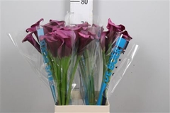 Zant Durban 70cm
