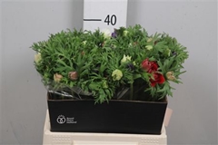 Anem Co Fullstar Gem 40cm