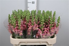 Antir Antibes Rose 75cm