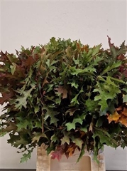 Quercus Palustris 80cm