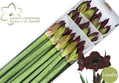 Hipp St Loyalty 80cm 4+