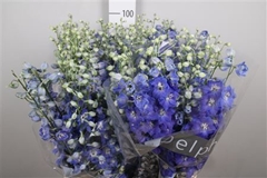 Delph El Delp Bl Eme 100cm 34