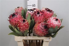 Protea Barbigera 60cm