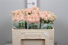 R Tr Sweet Sara 50cm 45+