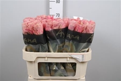 R Gr Moccachino 70cm