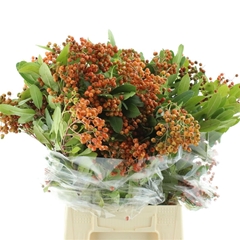 Pittosporum P Bunch 60cm 200gram
