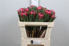 Protea Brenda 70cm