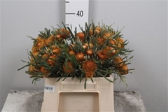Banksia Ov Kleinbl 40cm