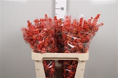 Ilex Winter Gold 80cm