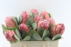 Protea Grandiceps 50cm