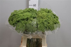 Ammi Visn Green Mist 60cm