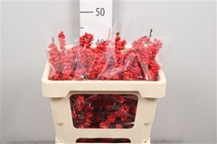 Ilex Bes Brit Buys 50cm