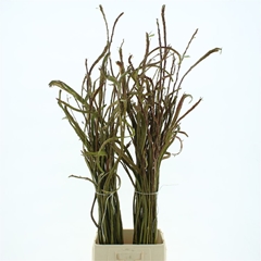 Salix Sekka Bandwilg 110cm
