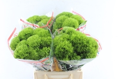 Di Barb Trigreen Xl 45cm 23