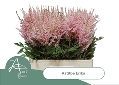Astil Ar Erika 65cm
