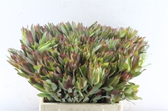 Leucad Other 40cm