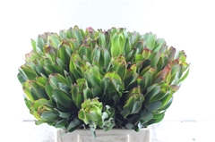 Leucad Laurel Yellow 40cm