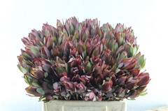 Leucad Senorita 40cm
