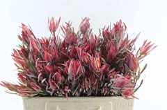 Leucad Other 50cm