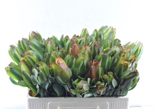 Leucad Laurel Yellow 50cm