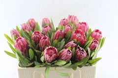 Protea Lancelot 50cm