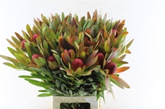 Leucad Ayoba Afr Sky 60cm